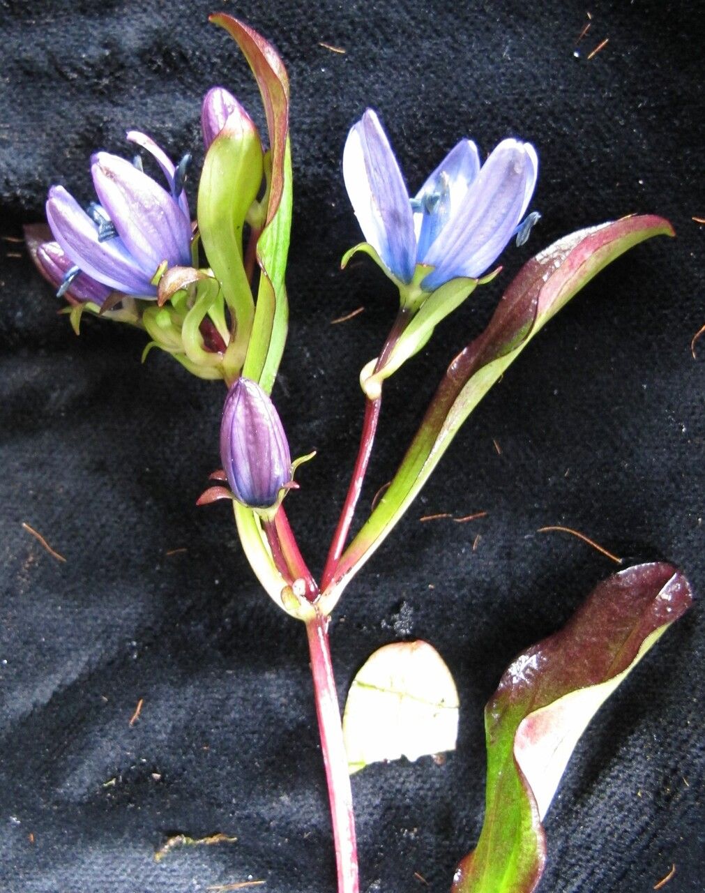 Swertia cuneata habit