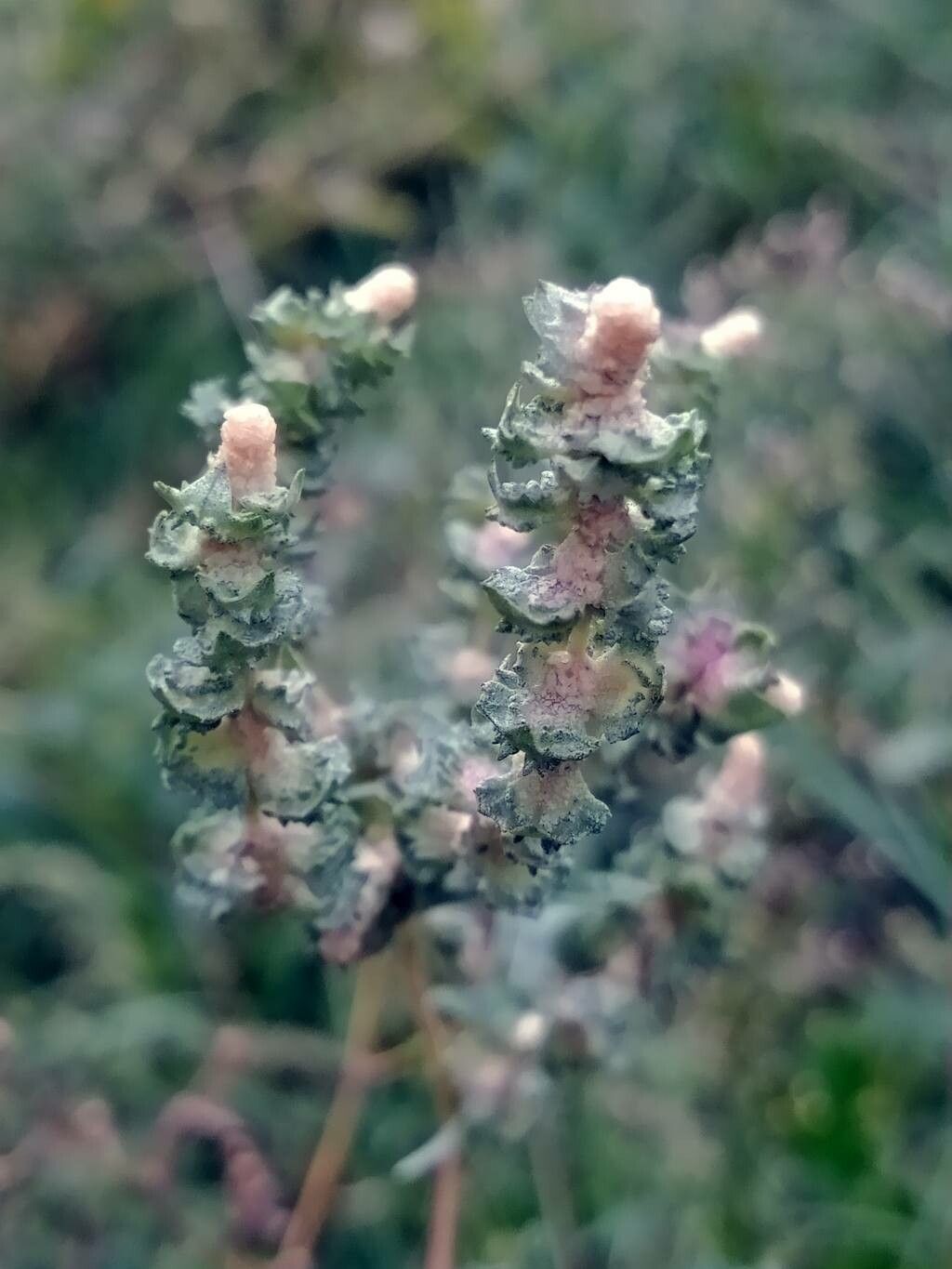 Atriplex rosea flower