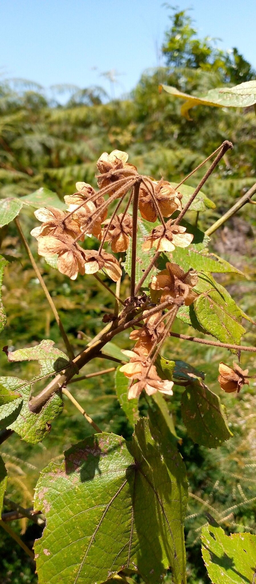 Dombeya erythroclada flower