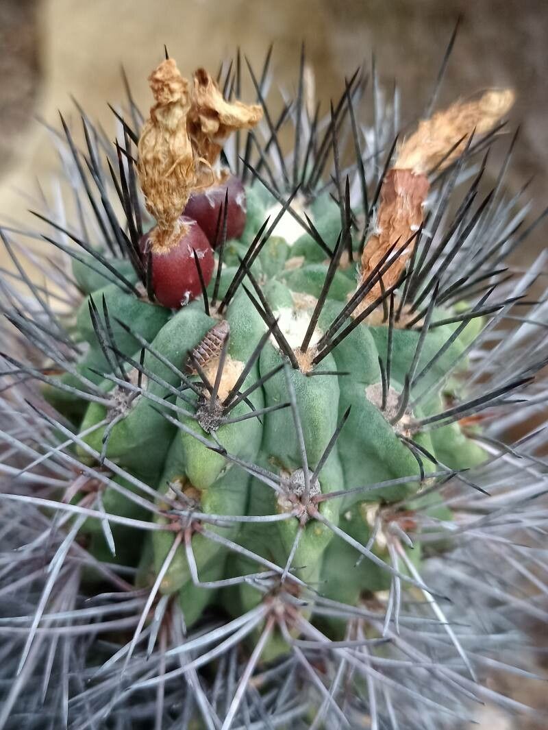 Acanthocalycium thionanthum leaf