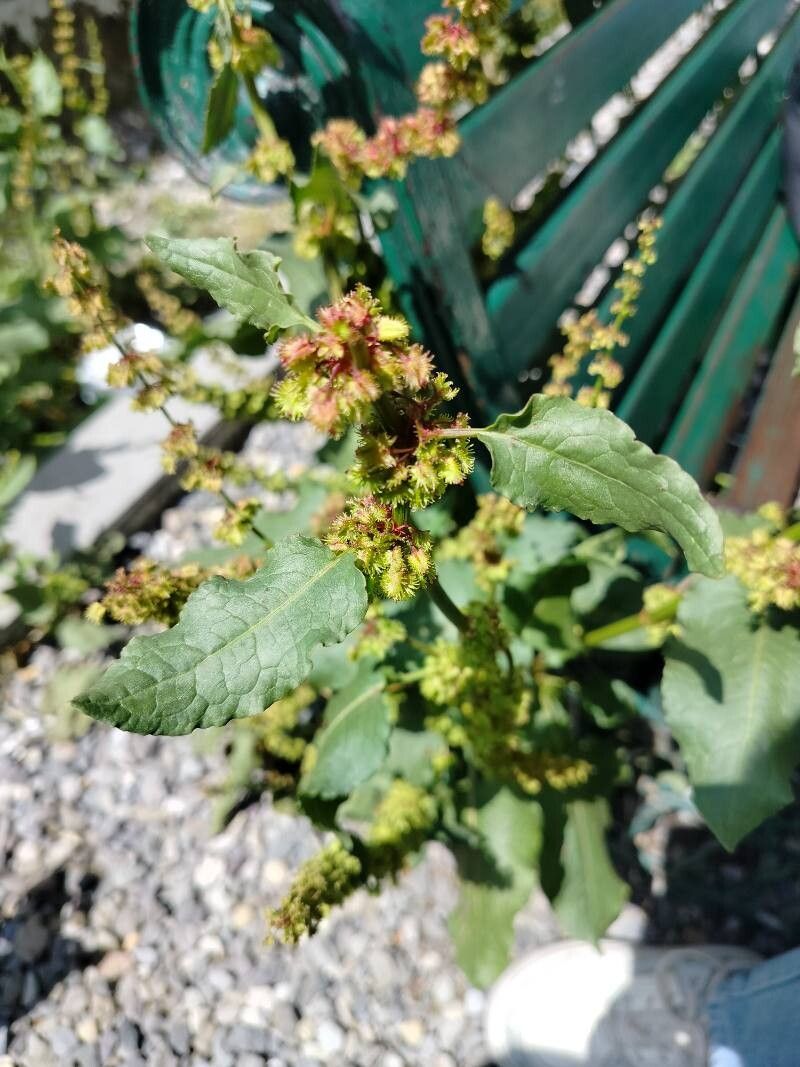 Rumex nepalensis — houseplant care guide