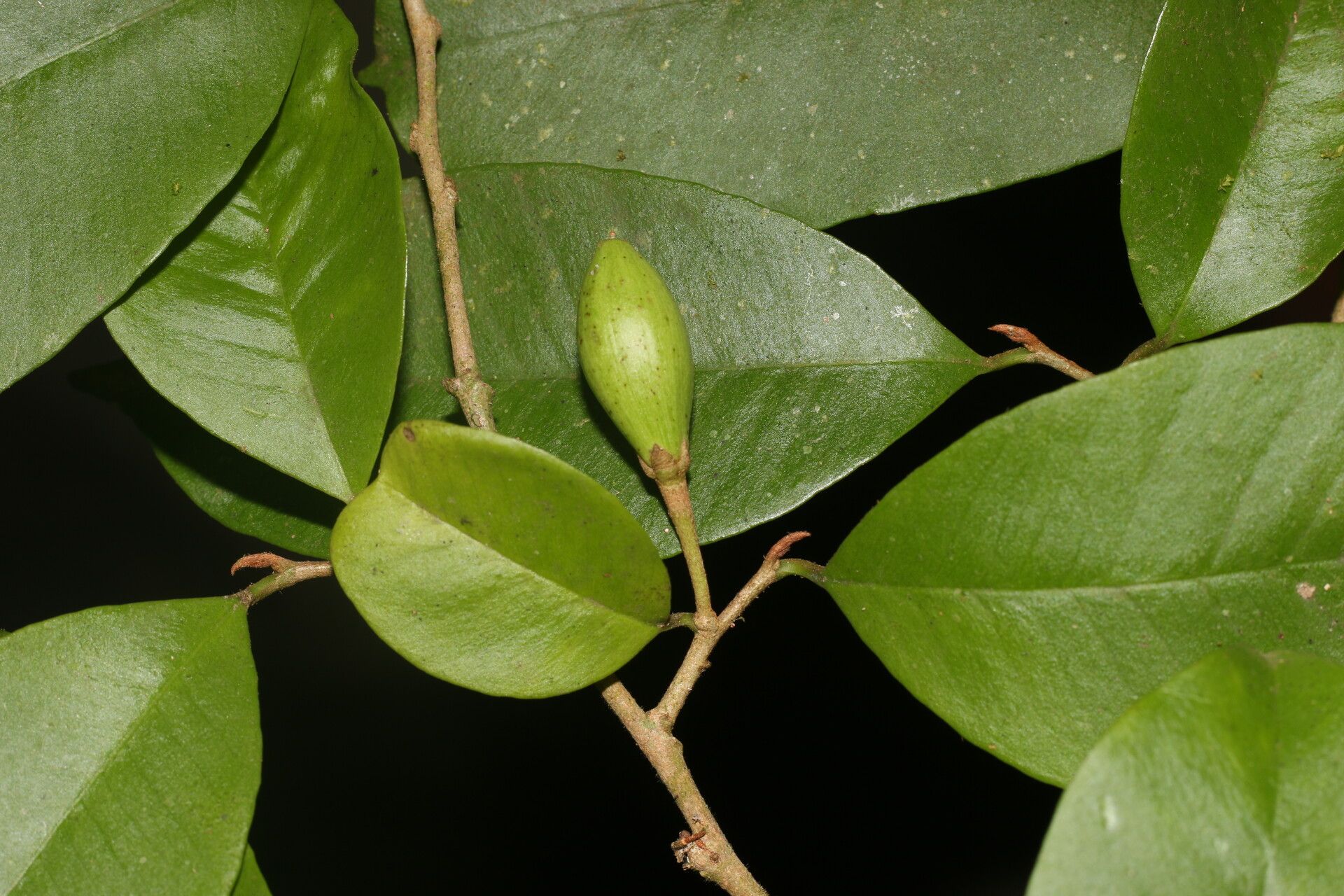 Chrysophyllum hirsutum fruit