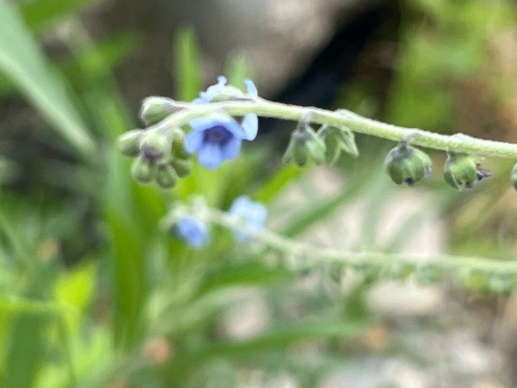 Cynoglossum lanceolatum flower