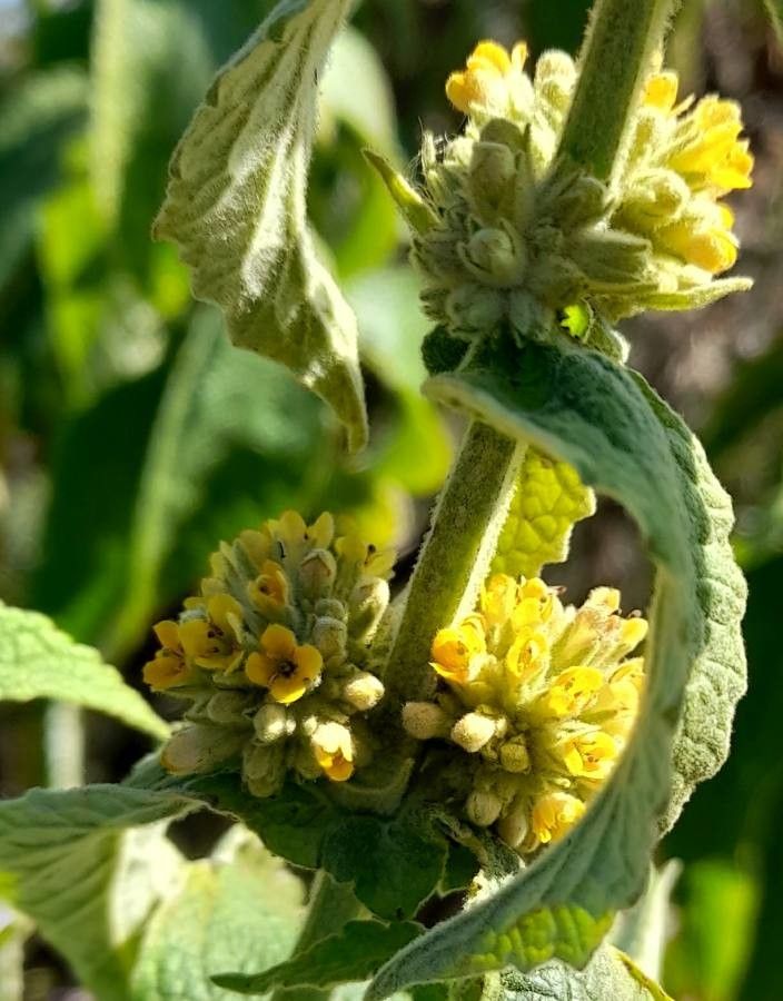 Buddleja stachyoides flower