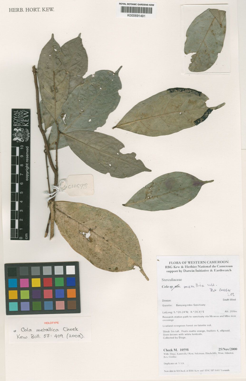 Cola metallica — houseplant care guide