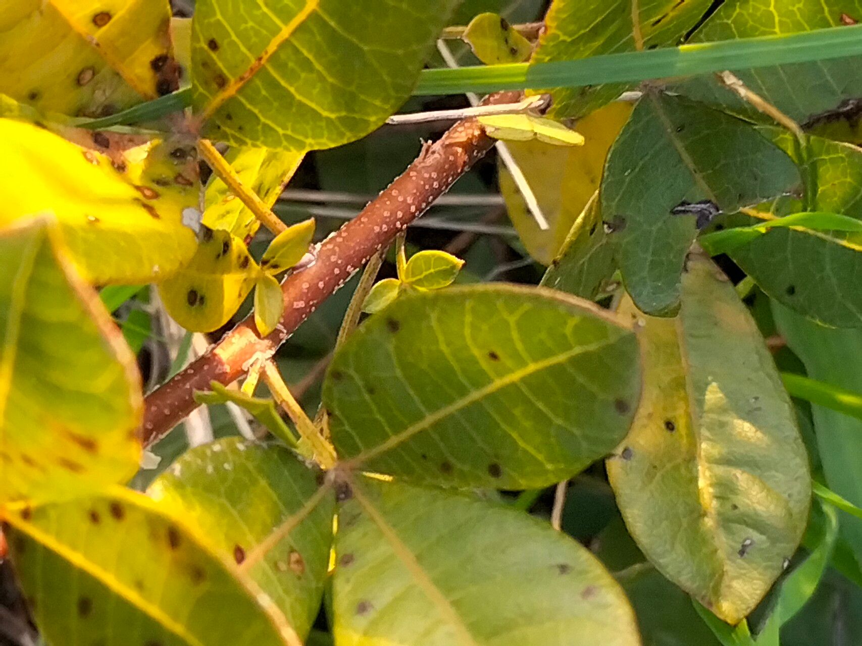 Searsia laevigata bark