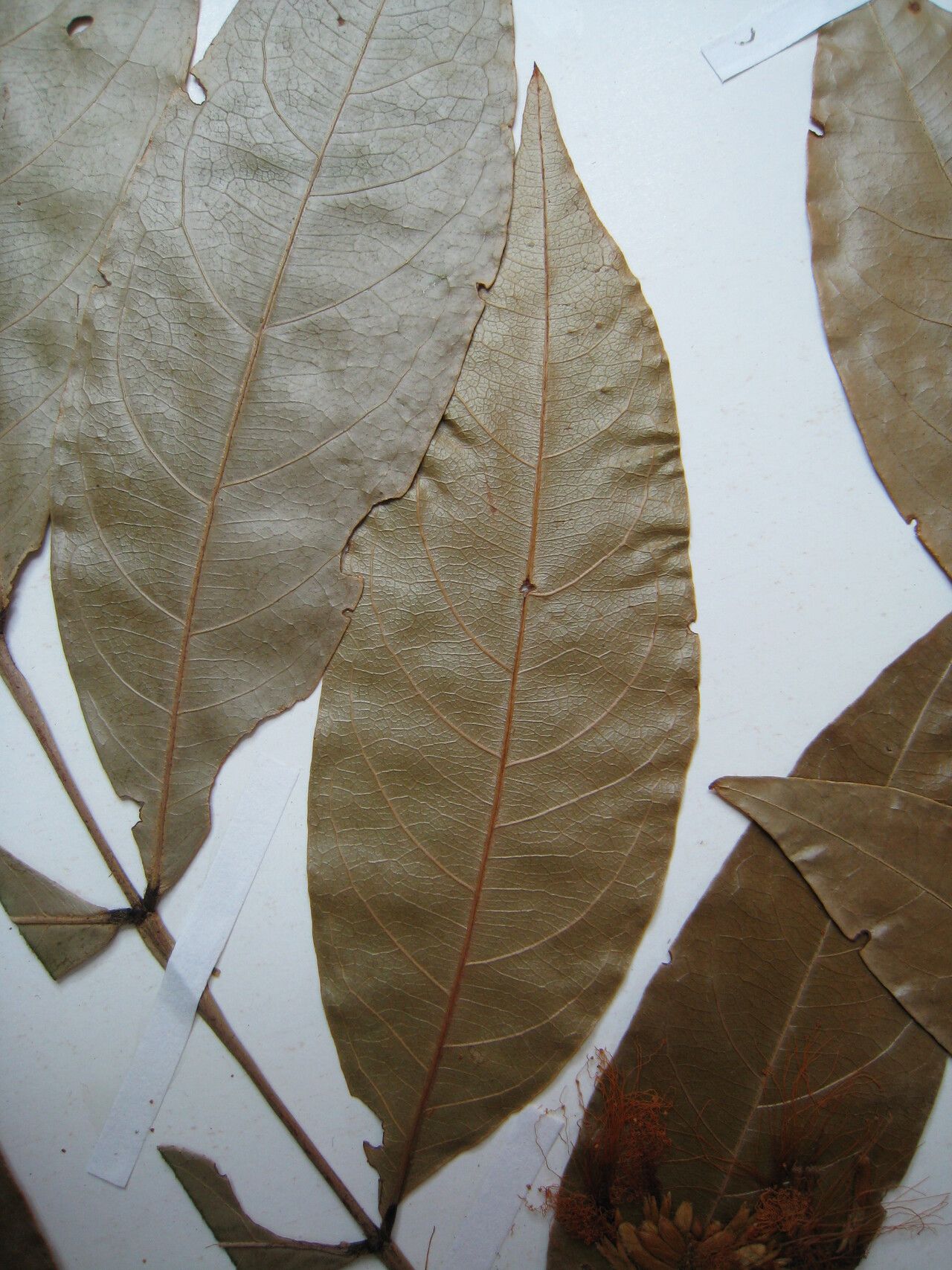 Inga suaveolens other