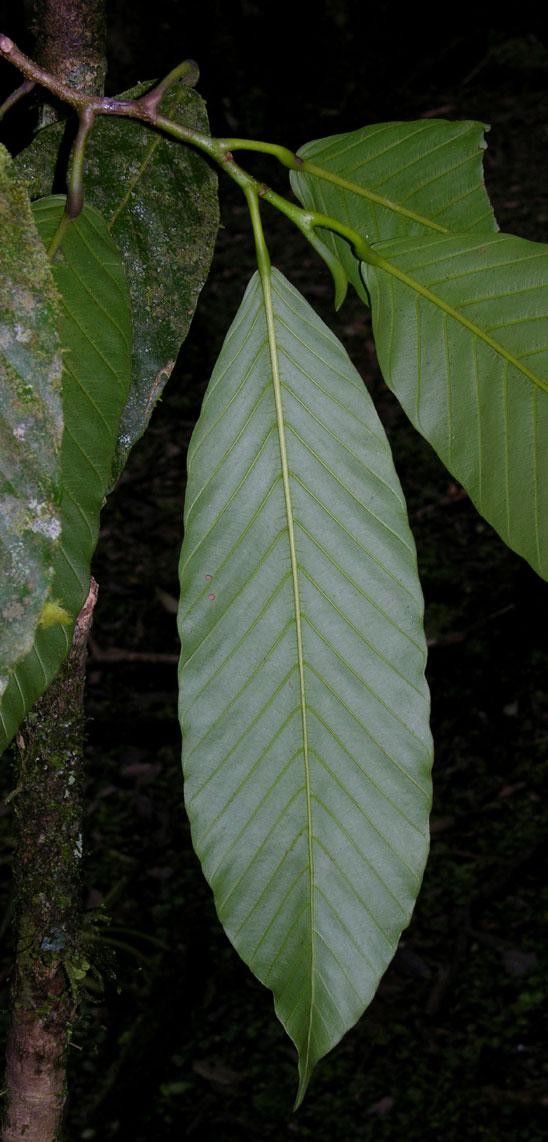 Dipterocarpus hasseltii — search result for 'Dipterocarpus'