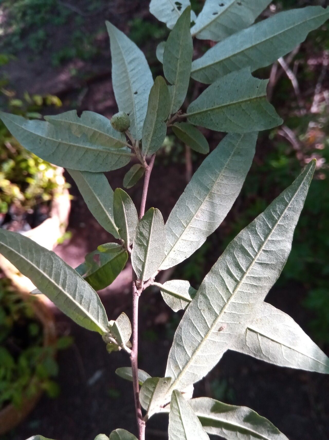 Croton elaeagni leaf