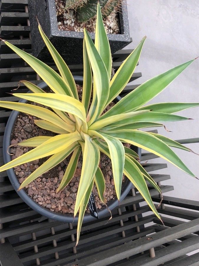 Agave desmettiana leaf