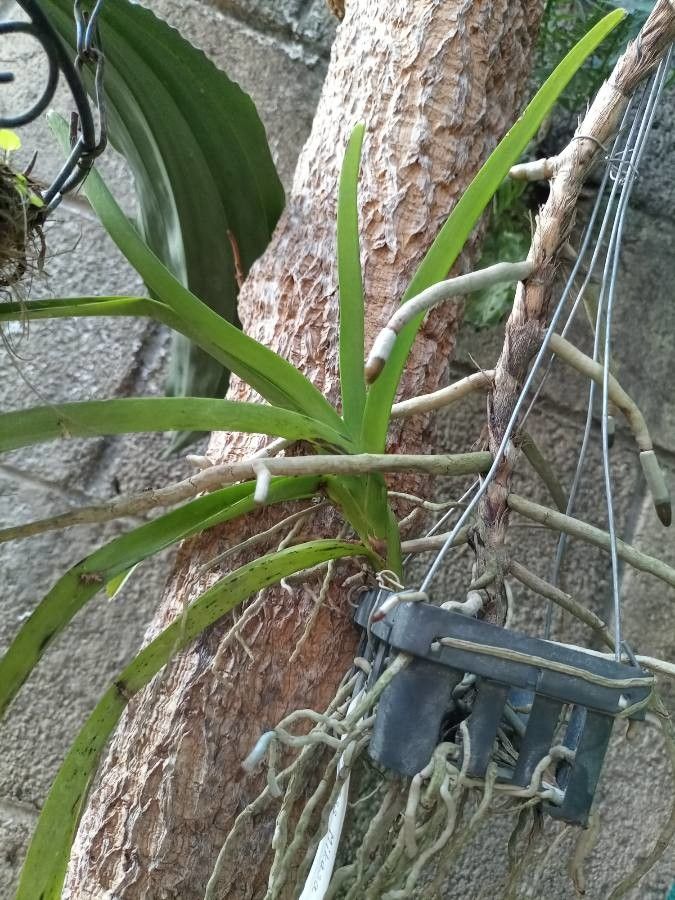 Vanda coerulea bark