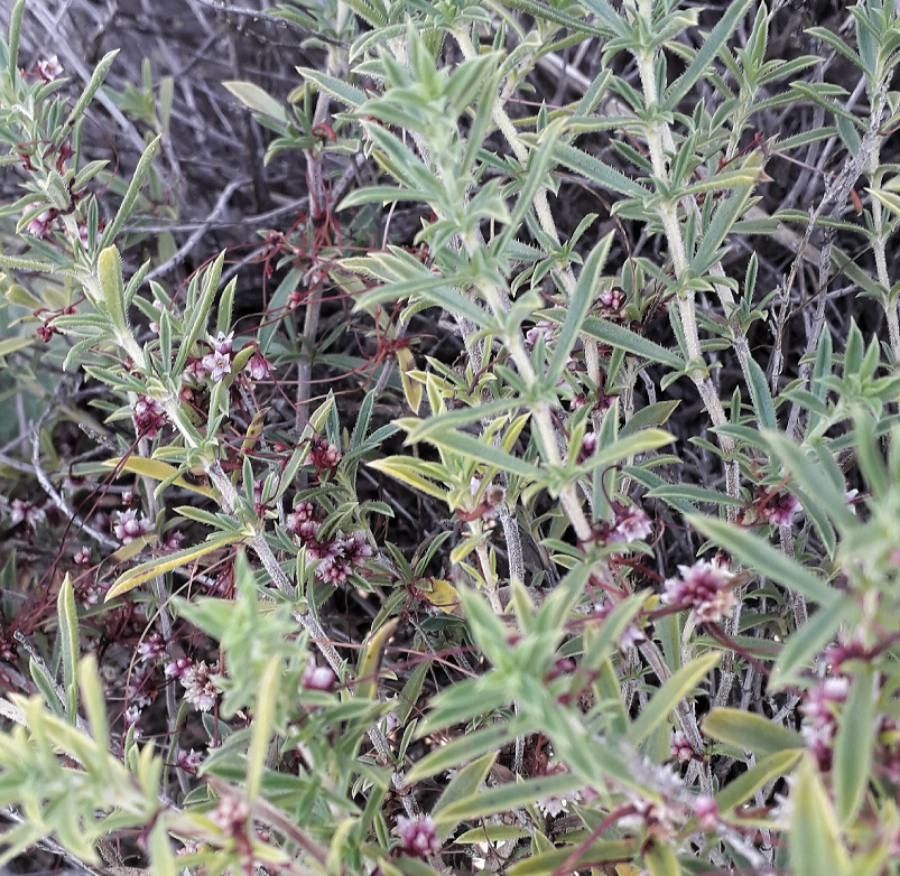 Cuscuta epithymum — search result for 'Convolvulaceae'