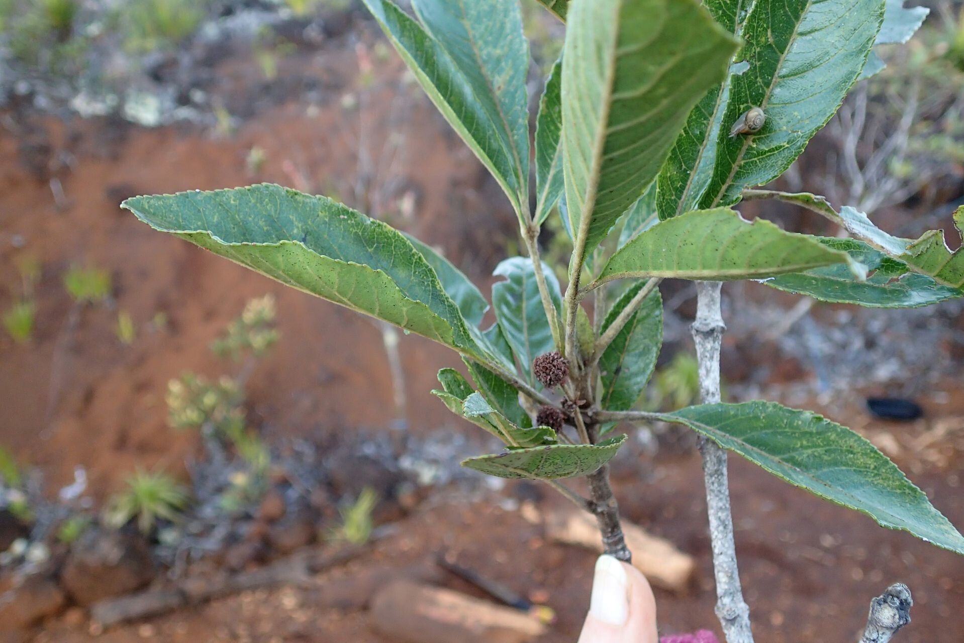 Pancheria ternata — houseplant care guide