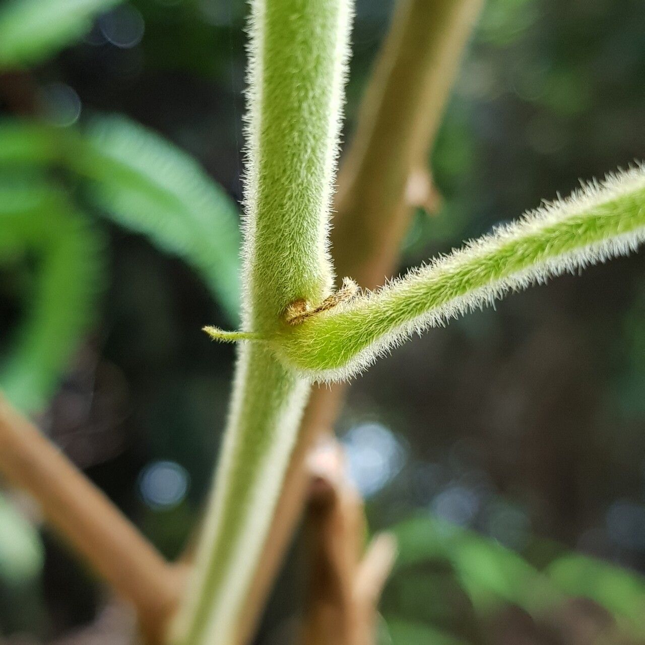 Baccaurea polyneura bark