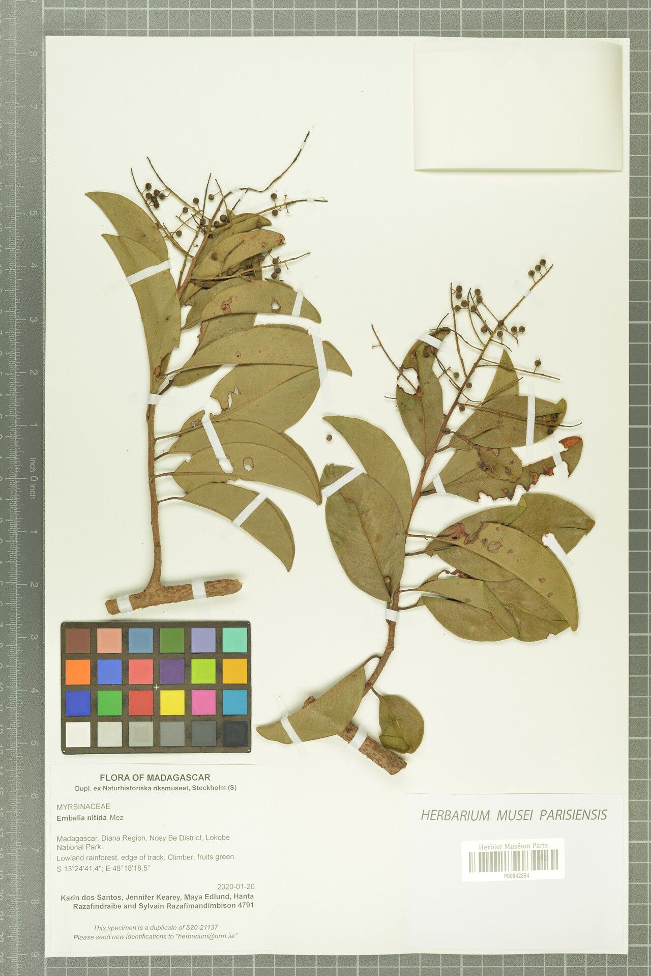 Embelia boivinii — related species from the same genus