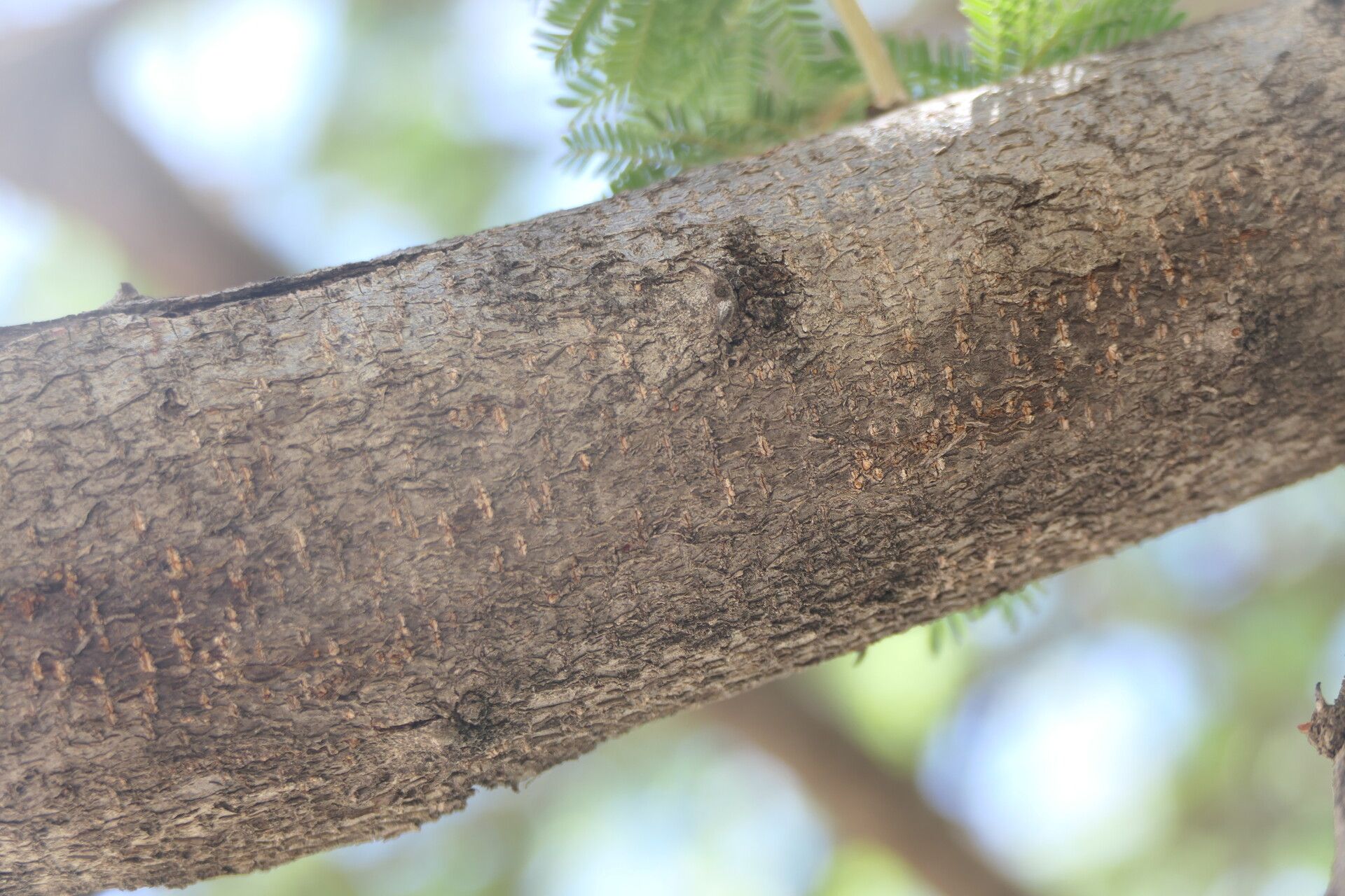 Acacia reficiens bark