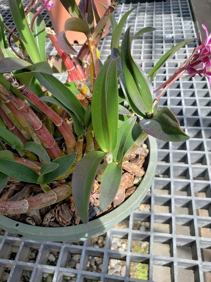 Dendrobium × delicatum leaf