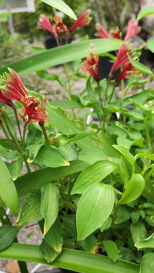Alstroemeria brasiliensis habit
