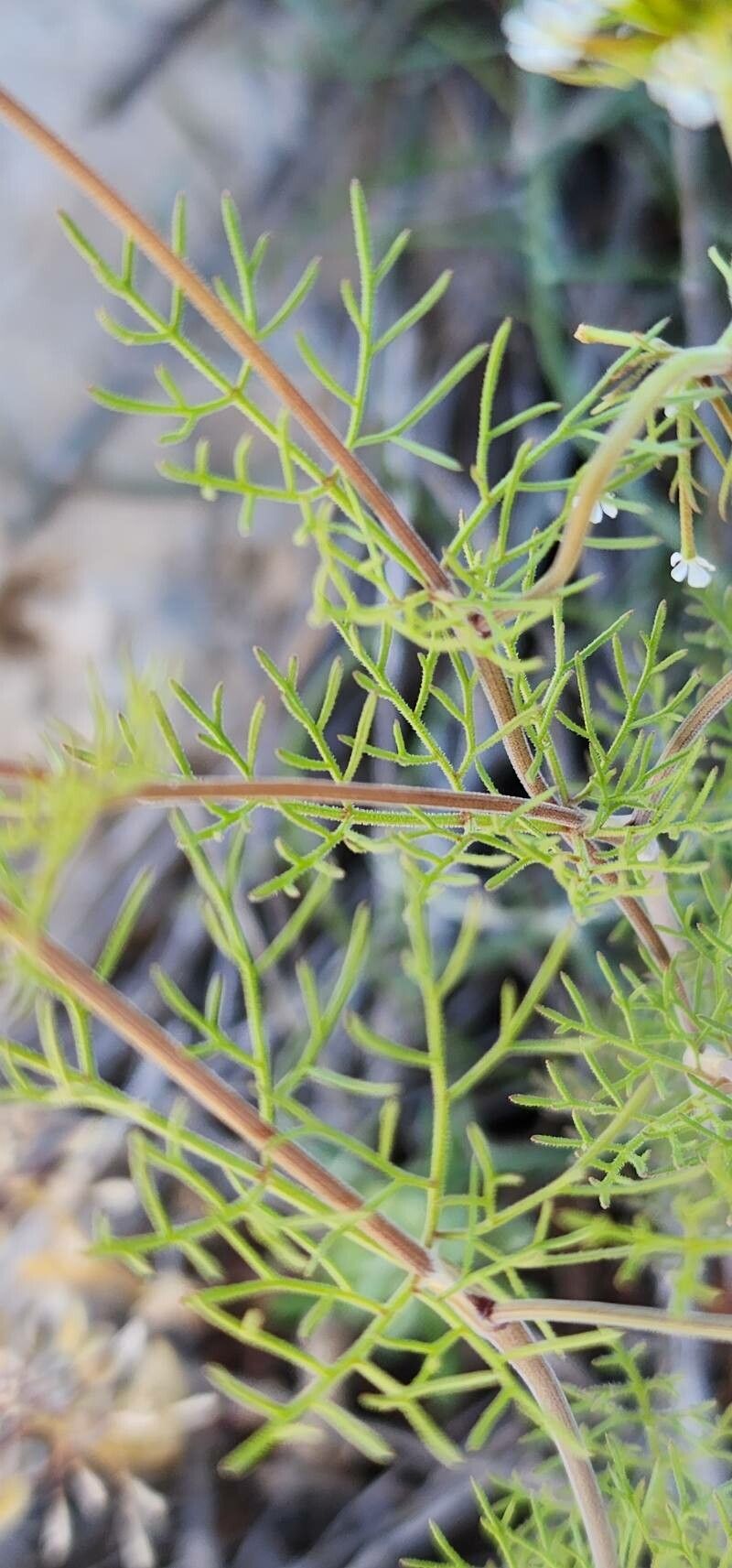 Scandix stellata — related species from the same genus