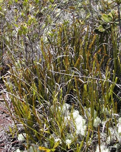 Stromatopteris moniliformis habit