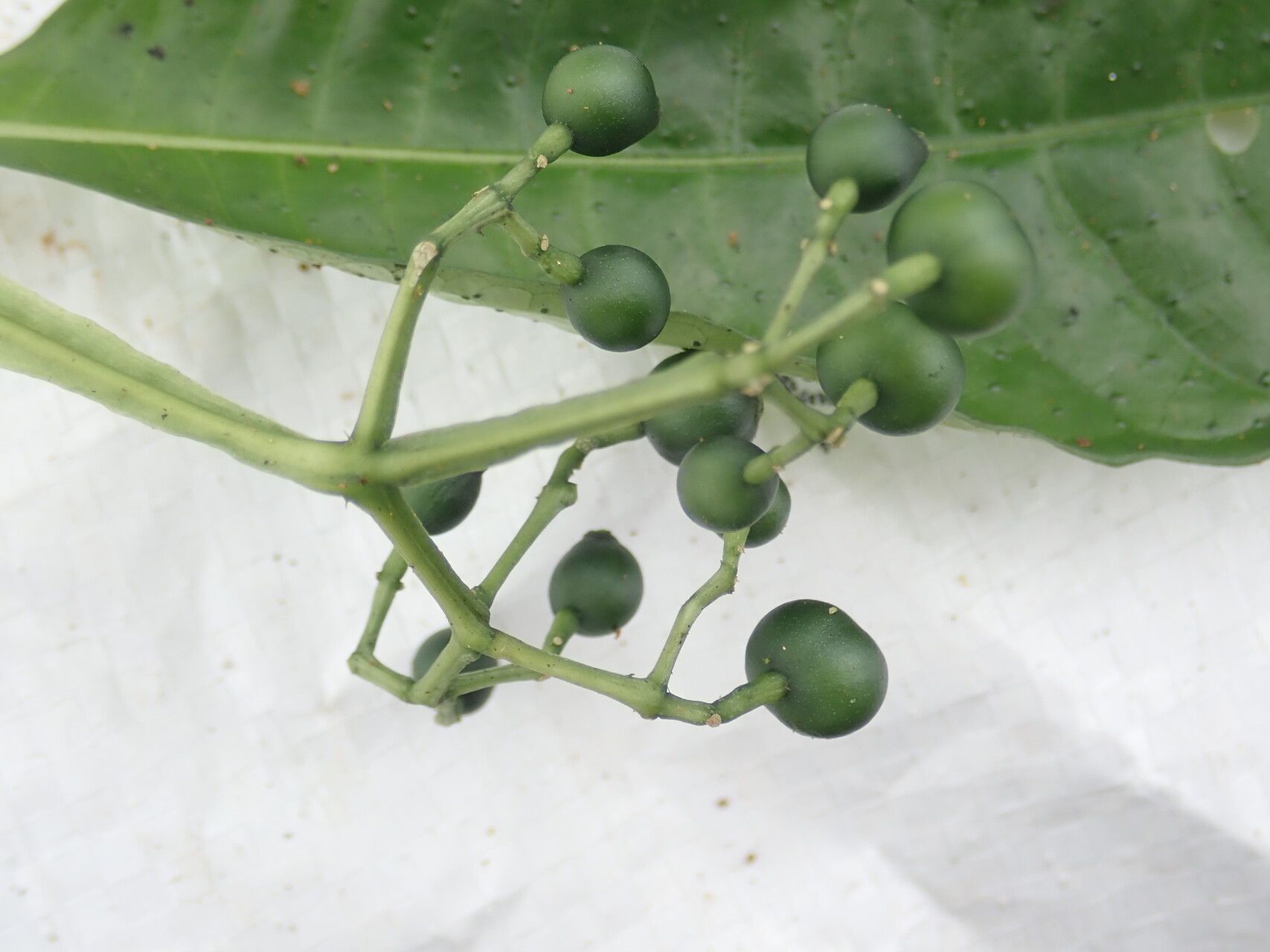 Psychotria leptophylla fruit