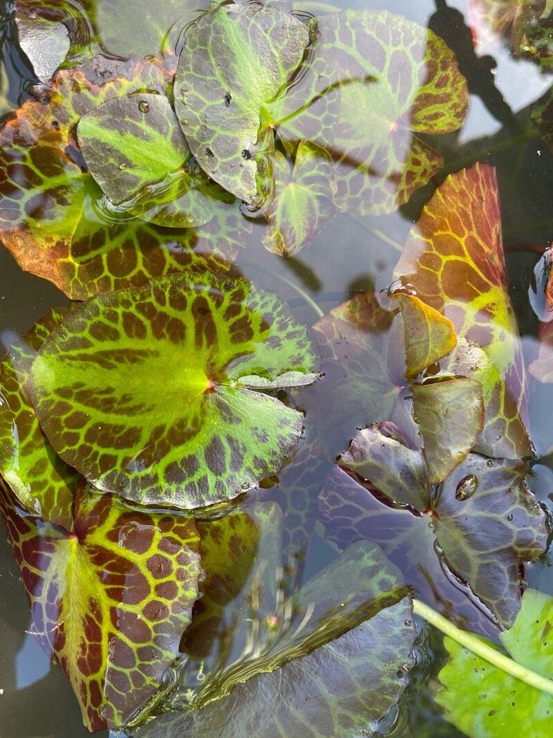 Nymphoides crenata — related species from the same genus