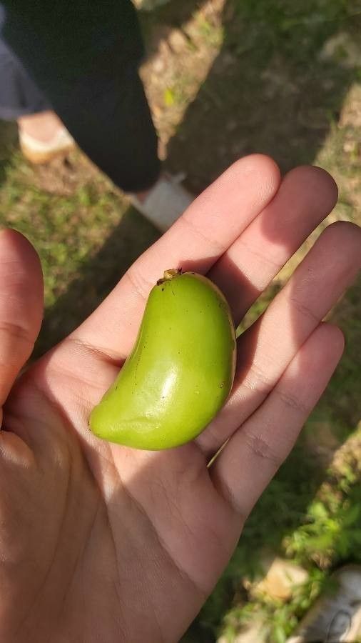 Garcinia schomburgkiana — houseplant care guide