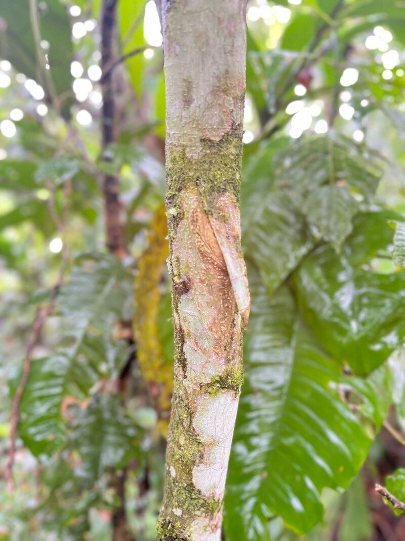 Celtis schippii bark