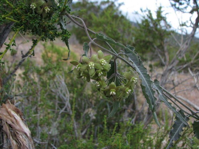 Funastrum crispum habit