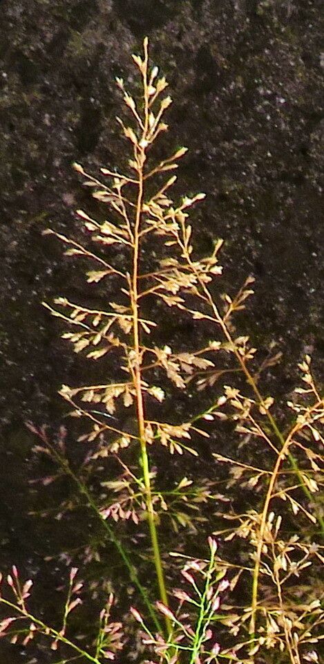 Sporobolus pyramidatus — search result for 'Sporobolus'