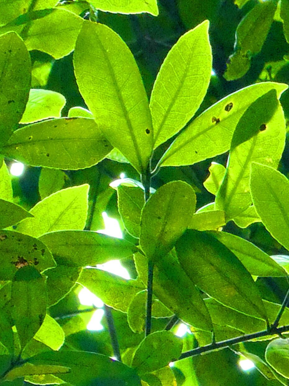 Liquidambar chinensis