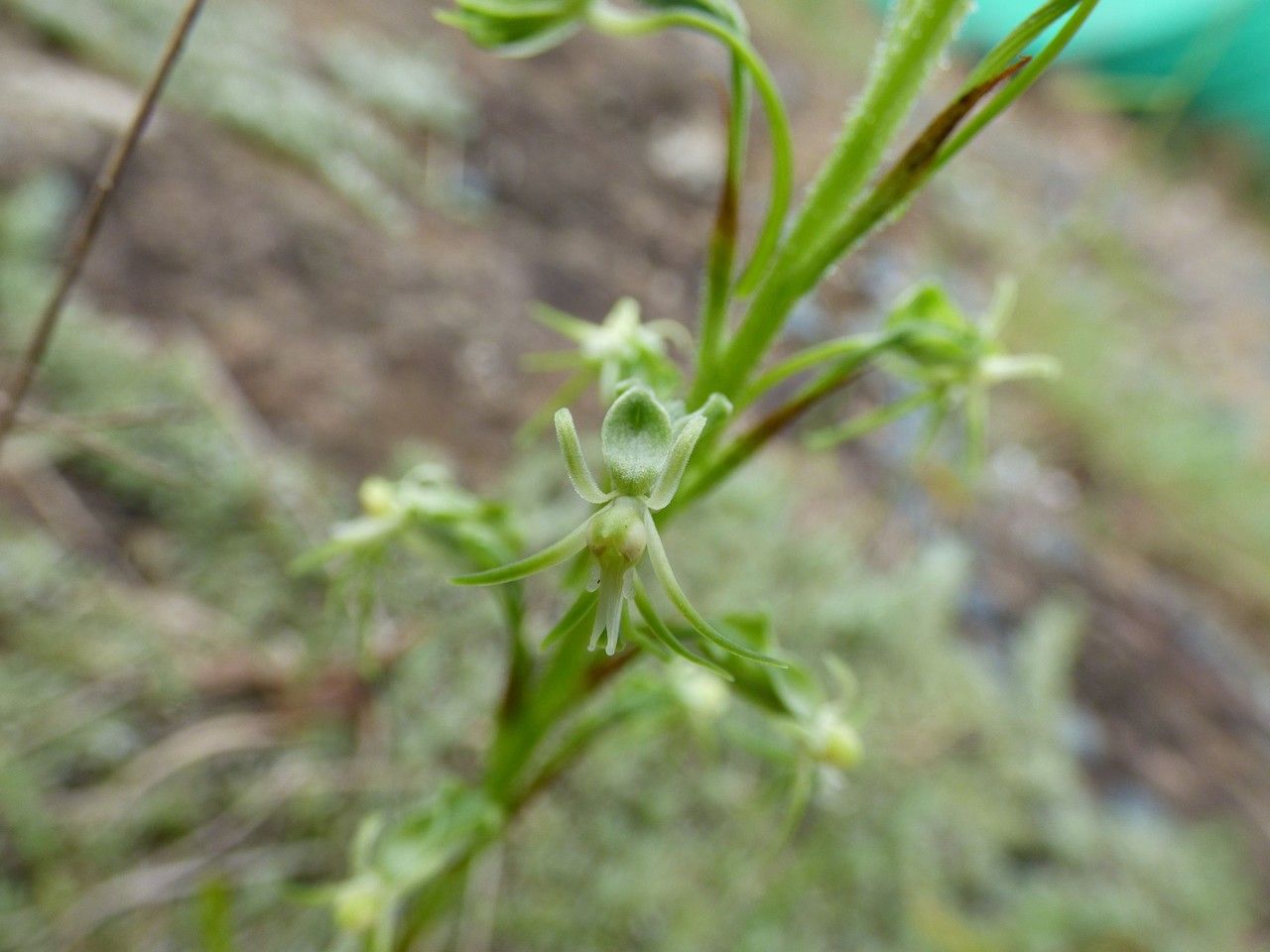 Habenaria galpinii — houseplant care guide