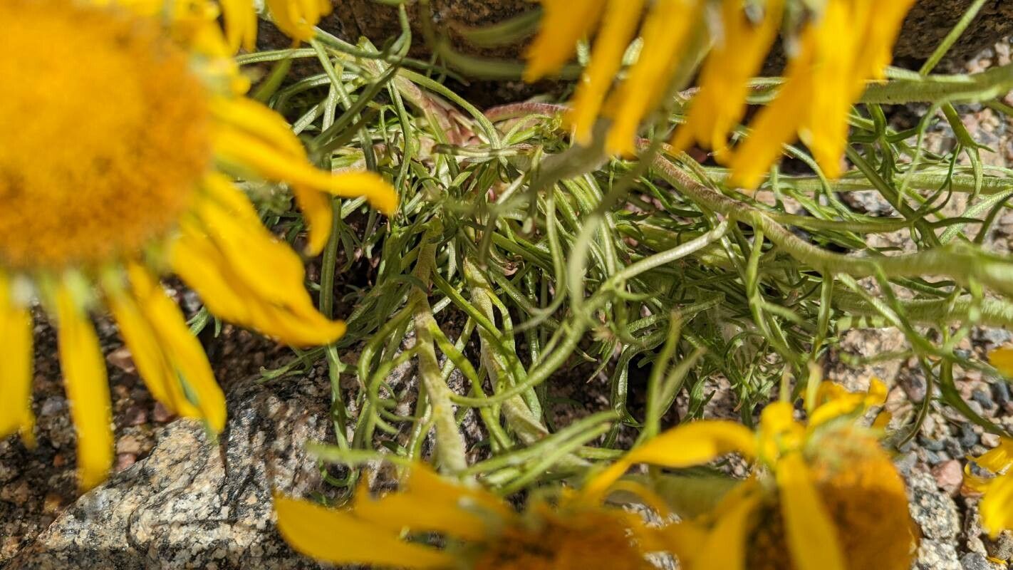 Hymenoxys cooperi — related species from the same genus