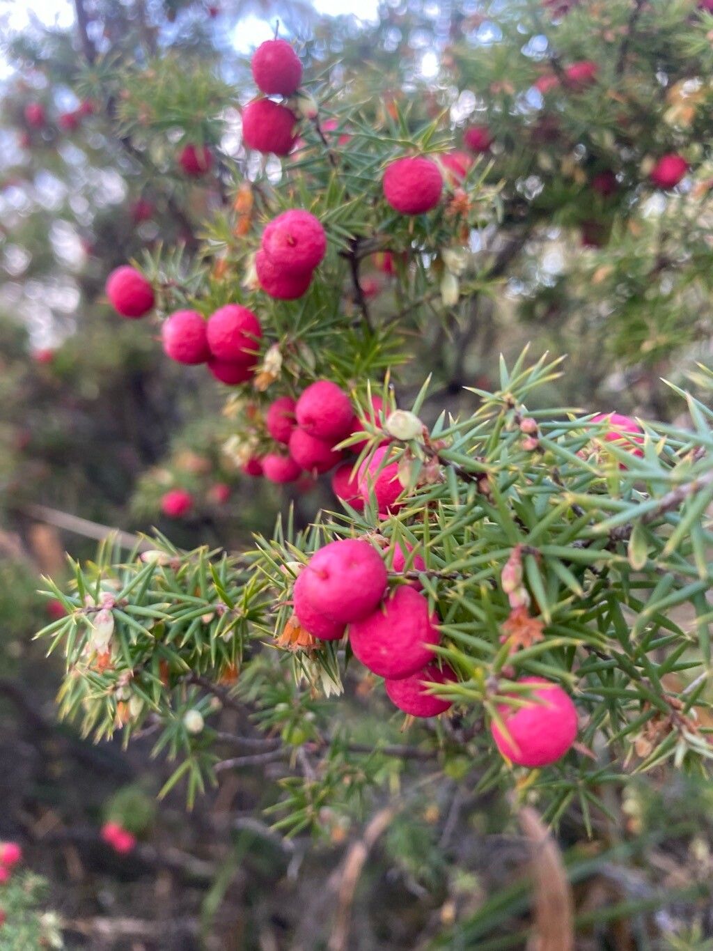 Leptecophylla parvifolia fruit