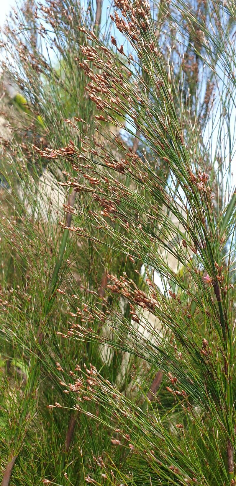 Restio subverticillatus leaf