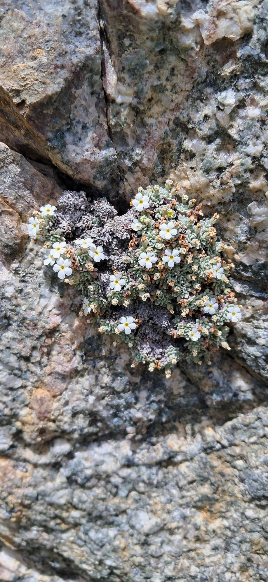 Androsace argentea — related species from the same genus