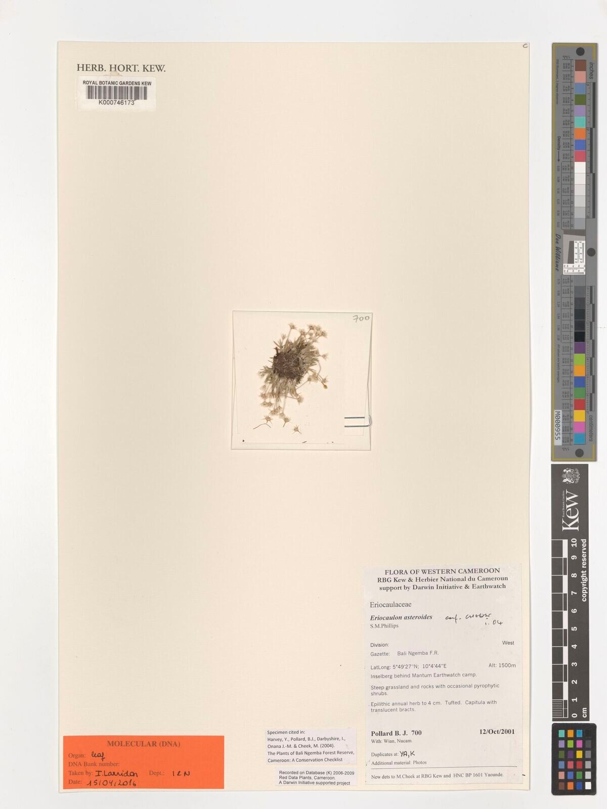 Eriocaulon asteroides — houseplant care guide
