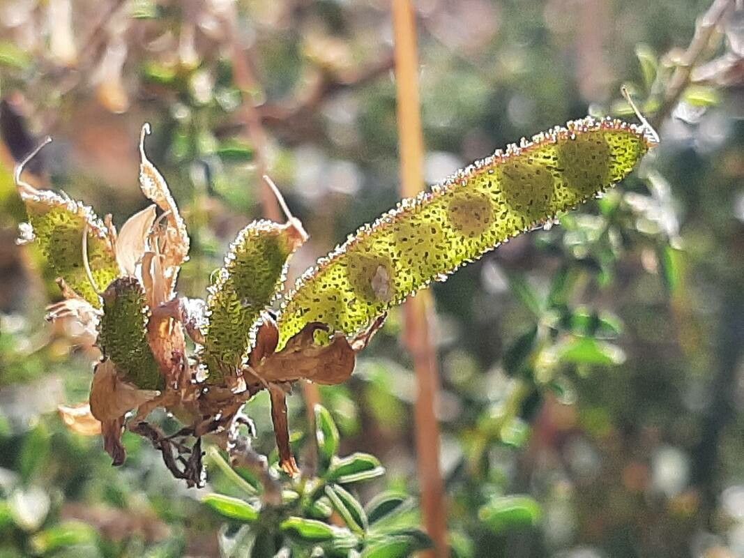 Adenocarpus complicatus fruit