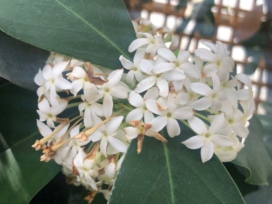 Acokanthera oblongifolia flower