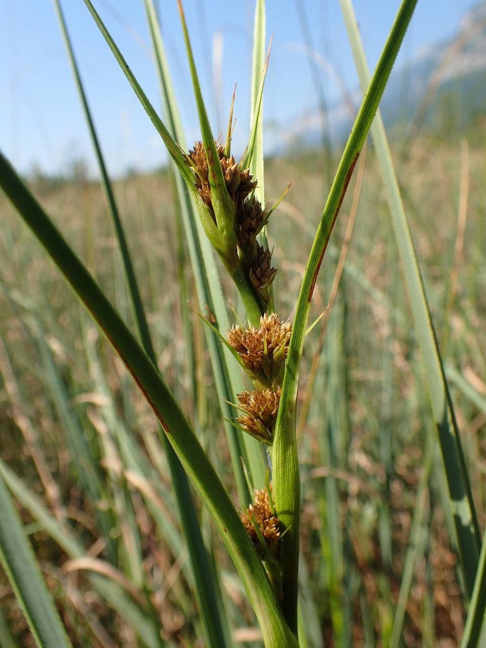 Cladium mariscus fruit