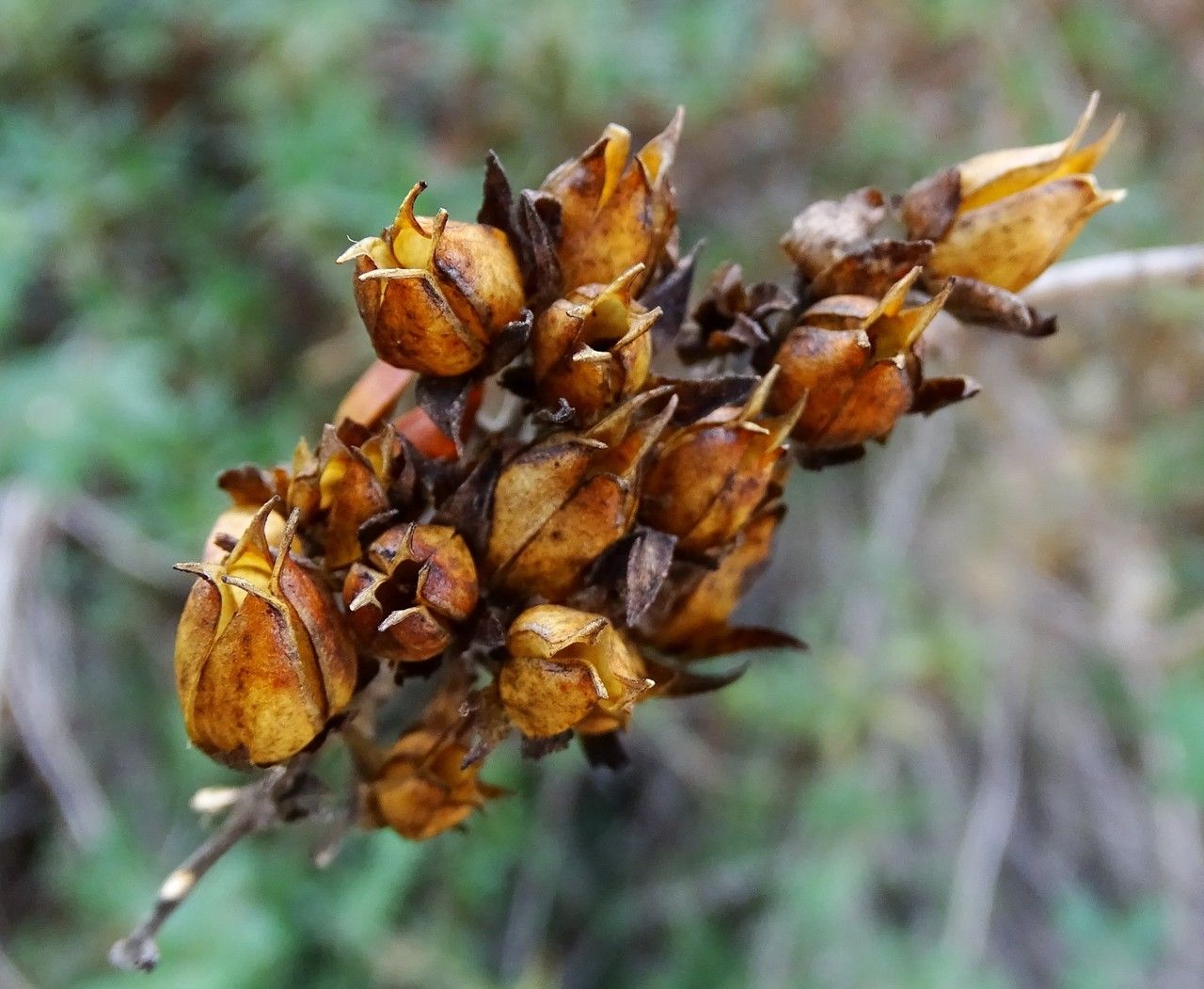 Keckiella cordifolia fruit