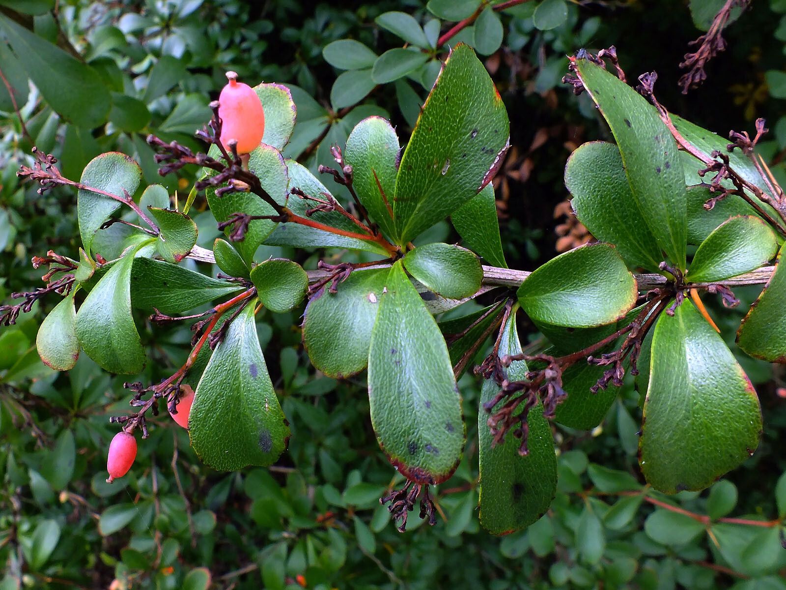 Berberis koreana leaf