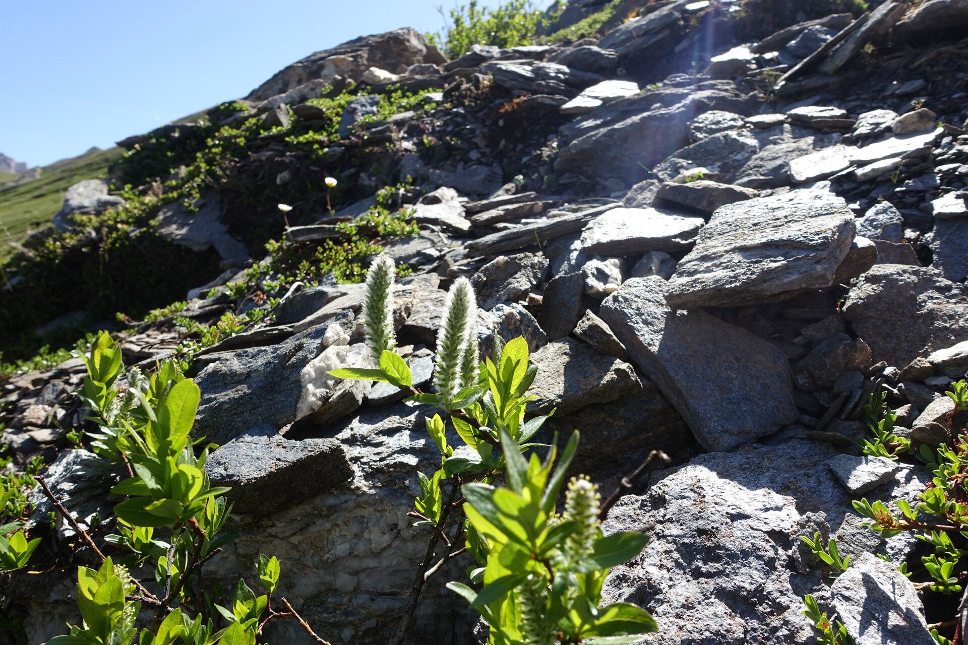 Salix petrophila flower