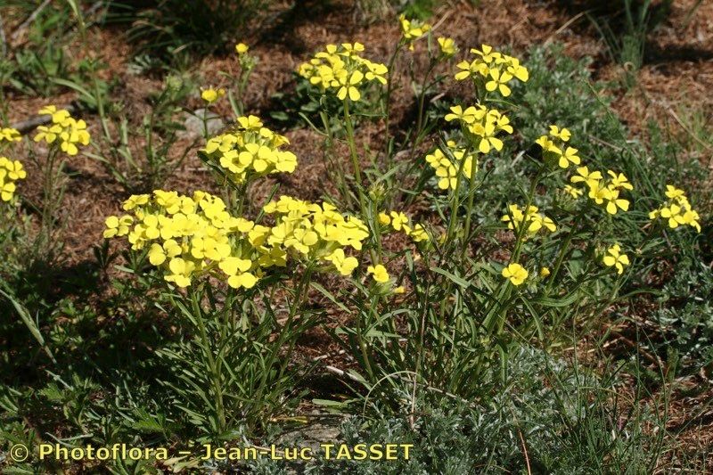 Erysimum montosicola habit