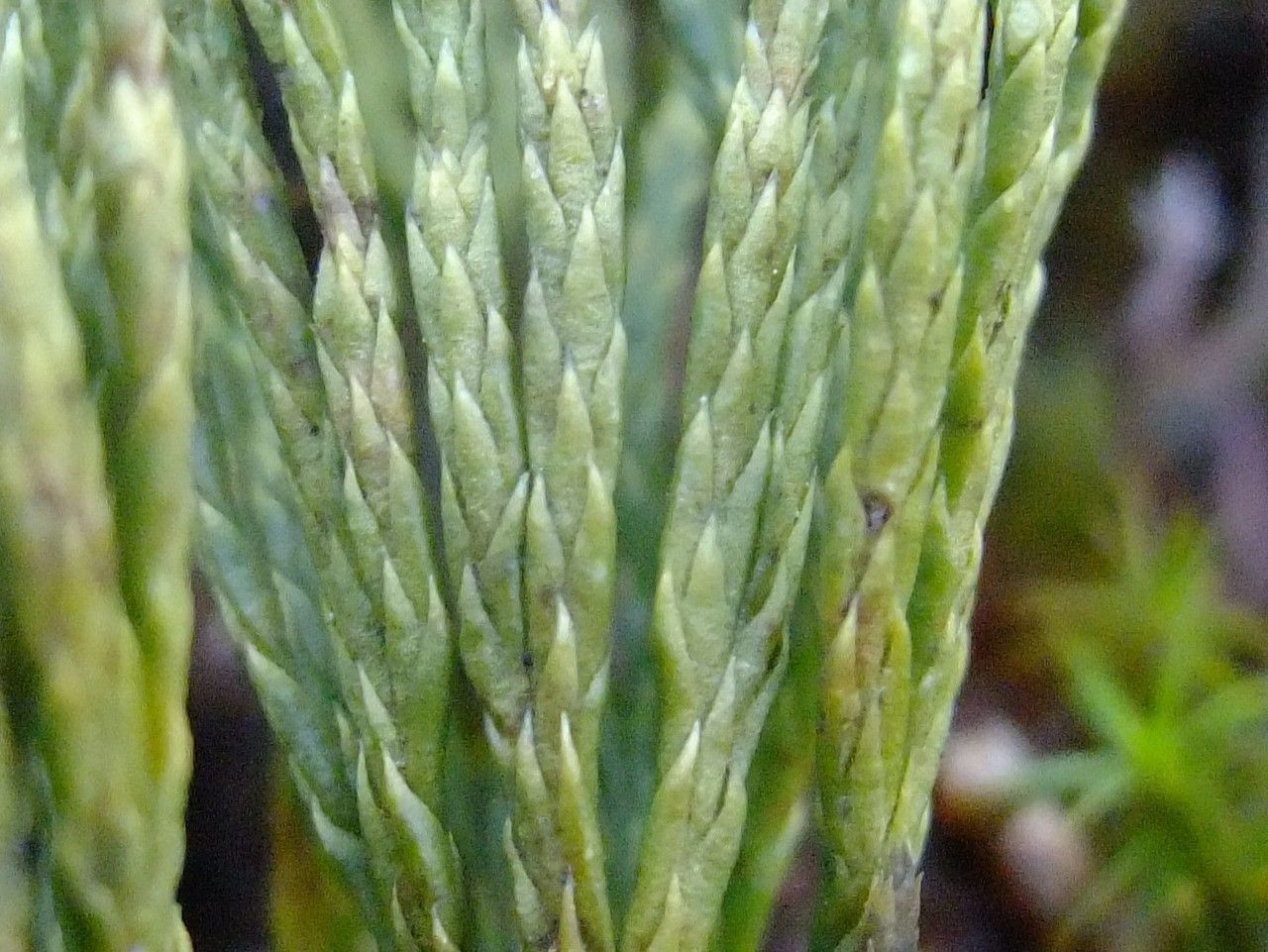 Diphasiastrum zeilleri bark