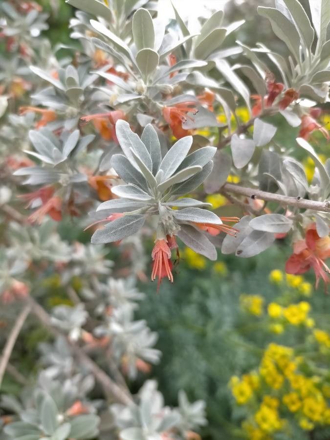 Teucrium heterophyllum flower