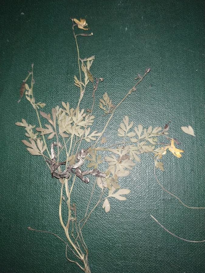 Corydalis sibirica — houseplant care guide