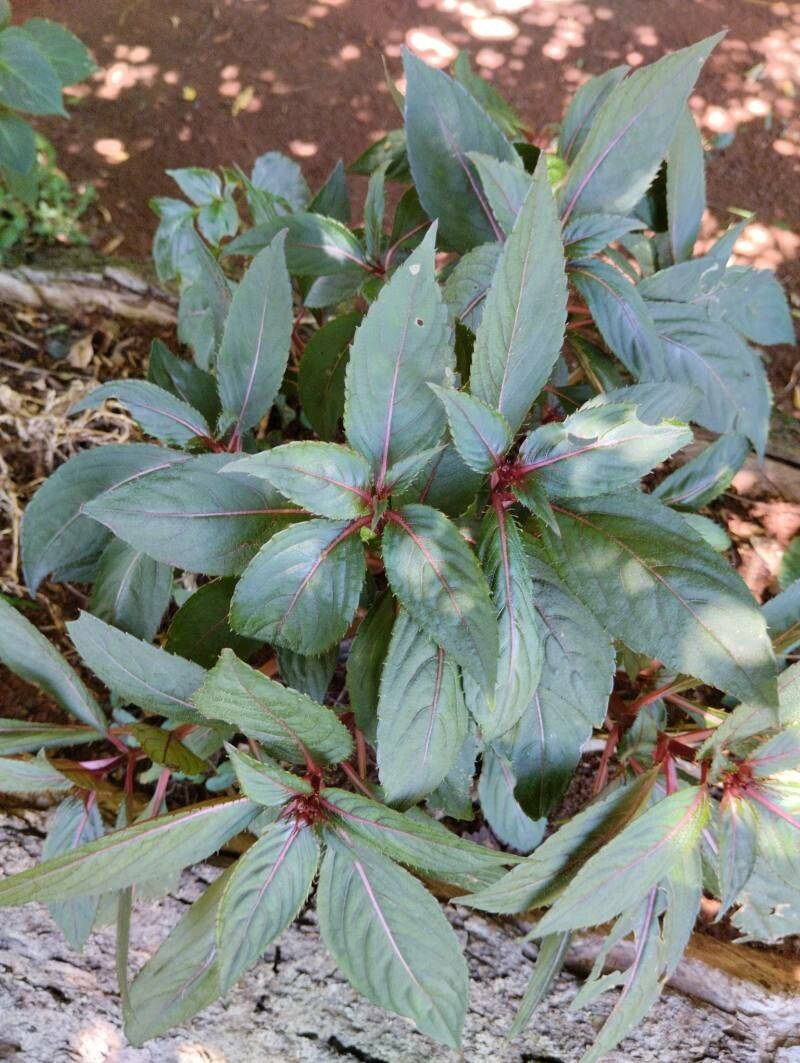 Impatiens omeiana — search result for 'Impatiens'