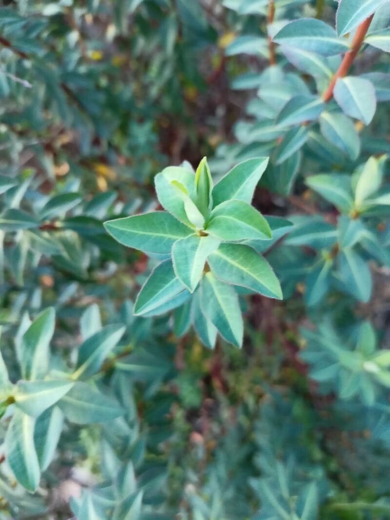 Euphorbia clementei leaf