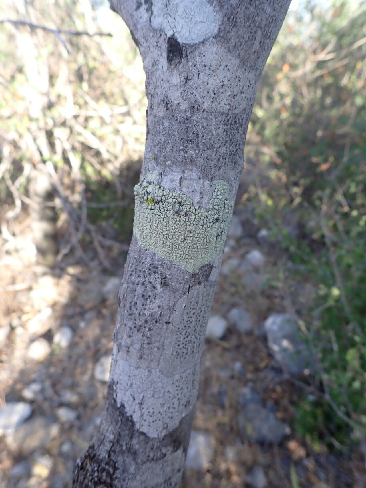 Croton mavoravina bark